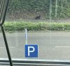IMG_2121.jpeg