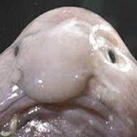 PaulZocker
