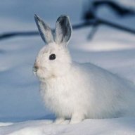 Arctic hare
