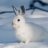 Arctic hare